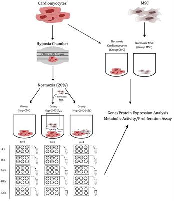 Comparative Effect of MSC Secretome to MSC Co-culture on Cardiomyocyte Gene Expression Under Hypoxic Conditions in vitro